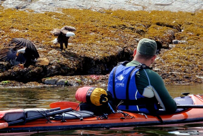 Kayaking With Whales and Wildlife - Marine Wildlife Sightings