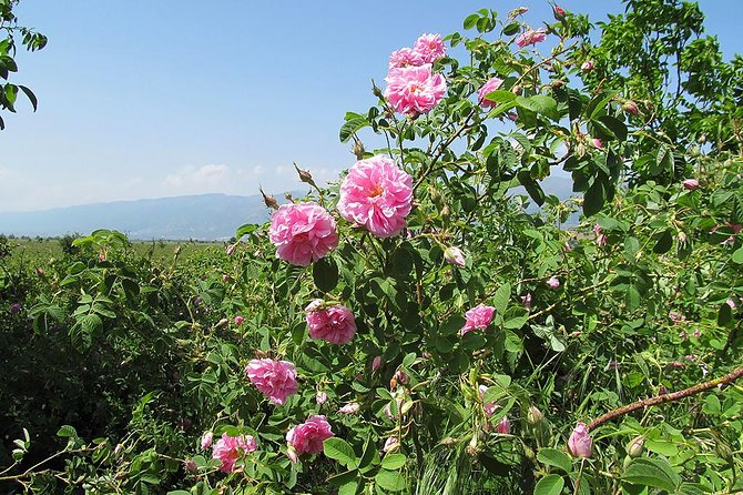 Kazanlak-Rose Valley-Valley of the Thracian Kings - Private Tour From Plovdiv - Booking and Cancellation