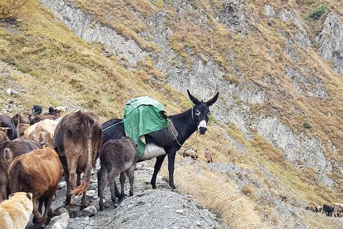 Kazbegi MOUNTAIN Tour (Military Way) + MANY NEW LOCATIONS - Accessibility and Additional Info