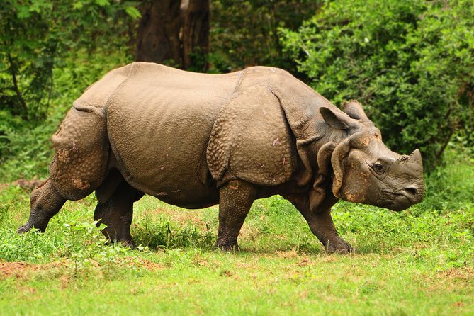 Kaziranga Indian Big Five Wildlife Tour - Itinerary Details