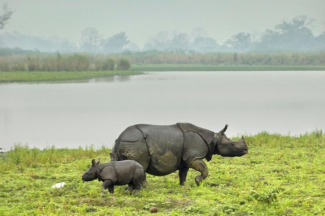 Kaziranga Indian Big Five Wildlife Tour - Accommodation and Amenities
