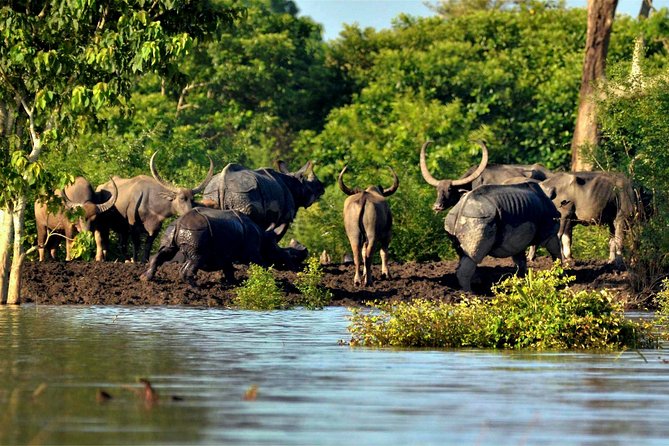 Kaziranga Indian Big Five Wildlife Tour - Transportation and Logistics