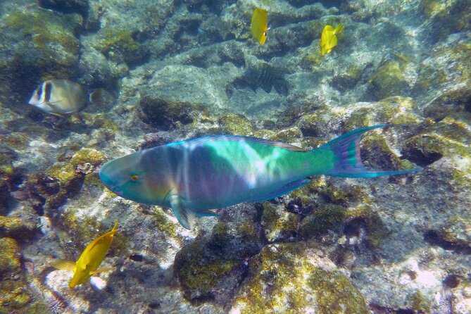 Kealakekua Bay and Captain Cook Monument Snorkel - Small-Group Experience - Marine Life Sightings