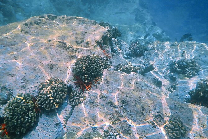 Kealakekua Bay and Captain Cook Monument Snorkel - Small-Group Experience - Tour Duration and Schedule