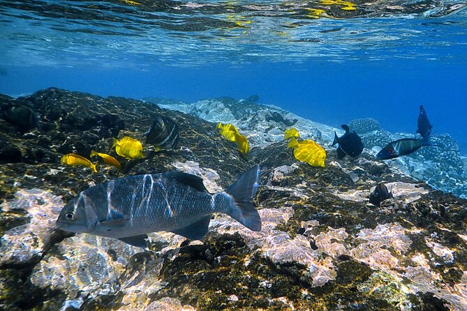 Kealakekua Bay and Captain Cook Monument Snorkel - Small-Group Experience - Suitability and Accessibility