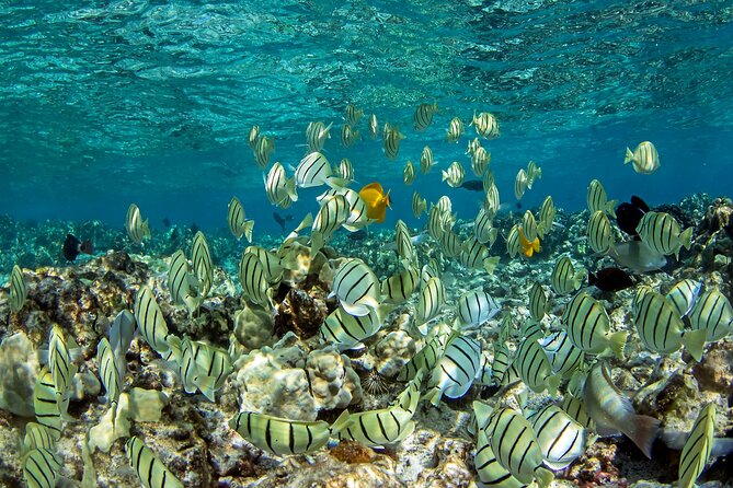Kealakekua Bay (Captain Cook) Snorkeling - Key Points