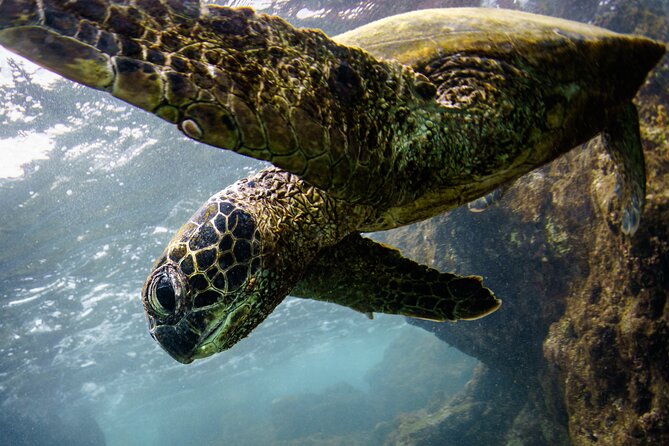Kealakekua Bay (Captain Cook) Snorkeling - Wildlife and Experience