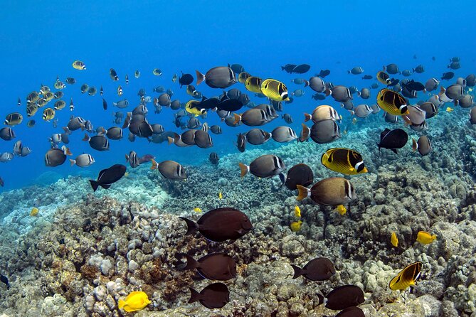 Kealakekua Bay (Captain Cook) Snorkeling - Booking Information and Reviews