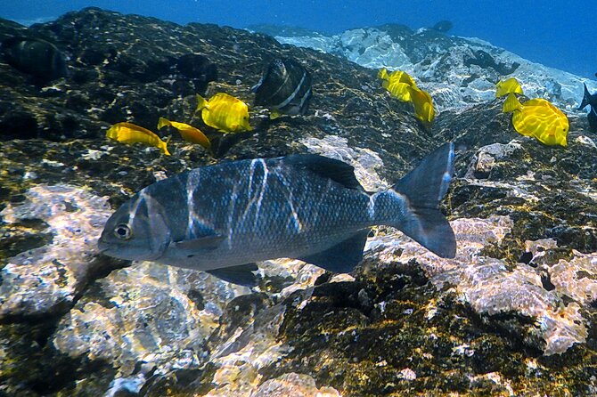 Kealakekua Bay Small-Group Snorkel Experience From Kailua-Kona - Exploring Kealakekua Bay