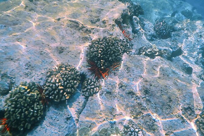 Kealakekua Bay Small-Group Snorkel Experience From Kailua-Kona - Highlights of the Snorkeling