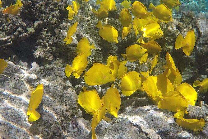 Kealakekua Snorkel and Sail Adventure - Guest Reviews and Feedback