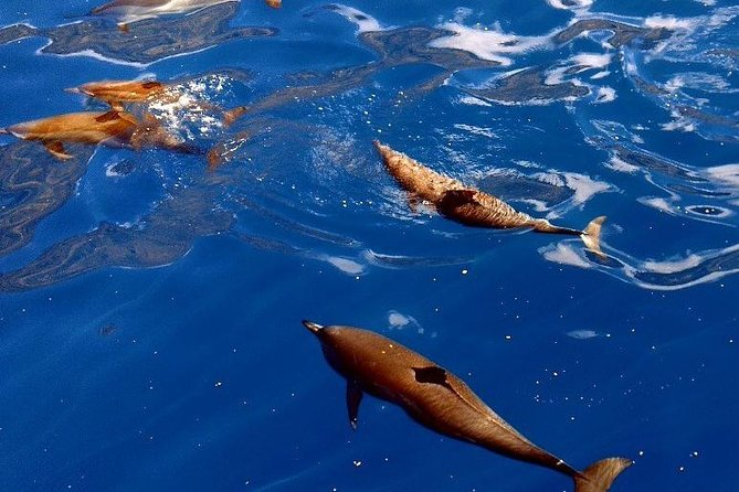 Kealakekua Snorkel and Sail Adventure - Additional Tour Information
