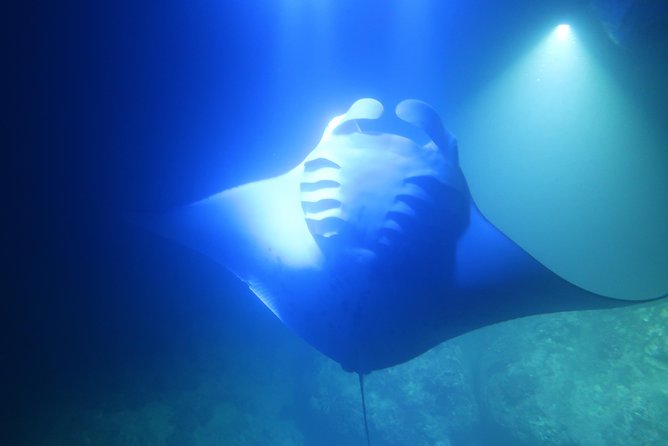 Keauhou Manta Ray Night Snorkel - Additional Information
