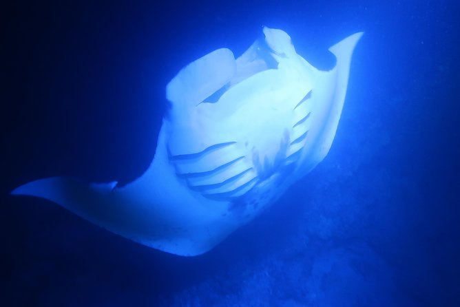 Keauhou Manta Ray Night Snorkel - Reviews