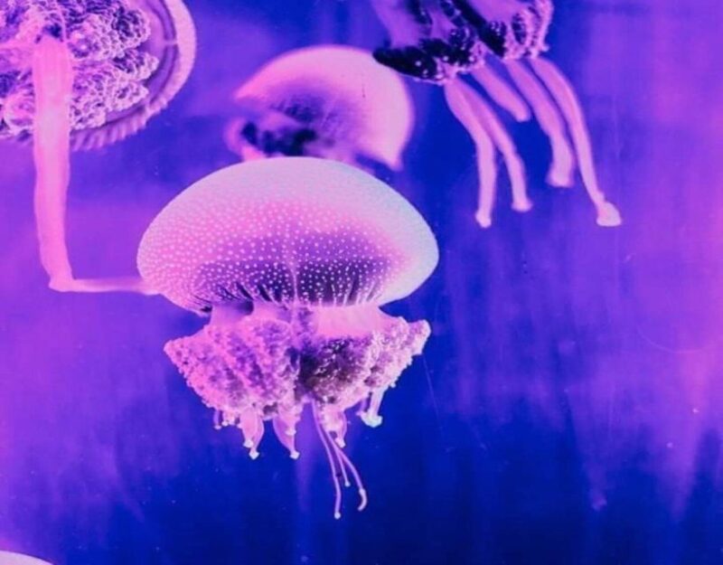 Kedah: Underwater World Langkawi Entry Ticket - Visitor Guidelines and Policies