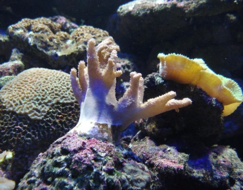 Kedah: Underwater World Langkawi Entry Ticket - Included Services and Amenities