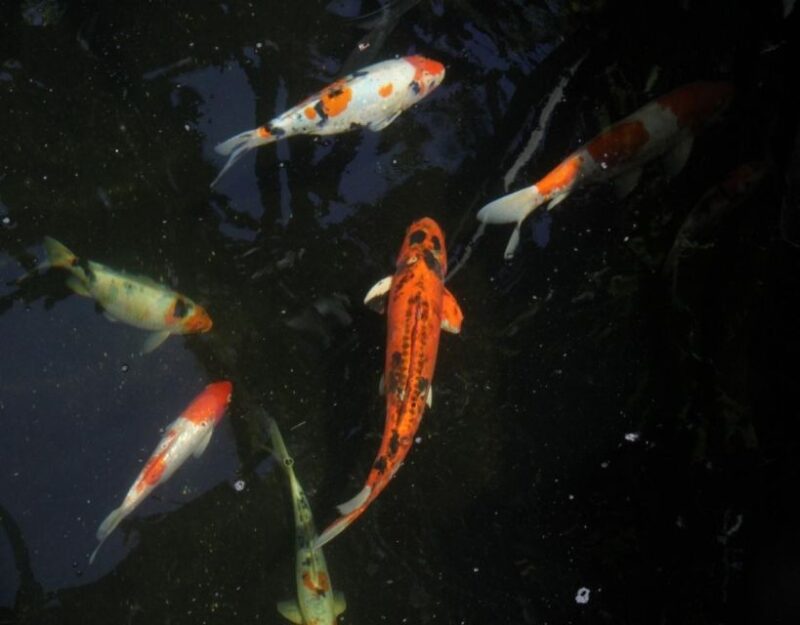 Kedah: Underwater World Langkawi Entry Ticket - Customer Reviews and Ratings