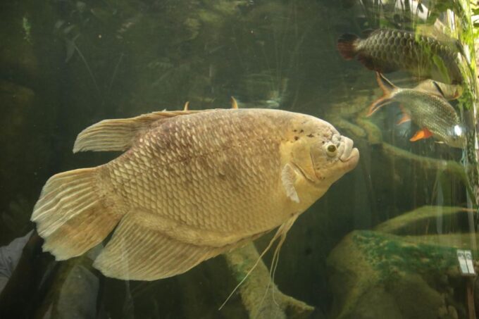 Kedah: Underwater World Langkawi Entry Ticket - Special Attractions and Shows