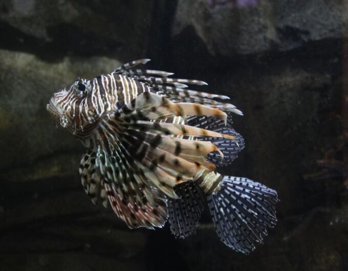 Kedah: Underwater World Langkawi Entry Ticket - Frequently Asked Questions