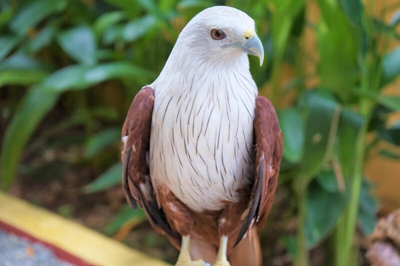 Kedah: Wildlife Park Langkawi Admission Ticket - Park Highlights and Features