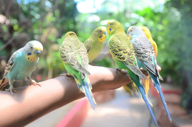 Kedah: Wildlife Park Langkawi Admission Ticket - Animal Species and Exhibits