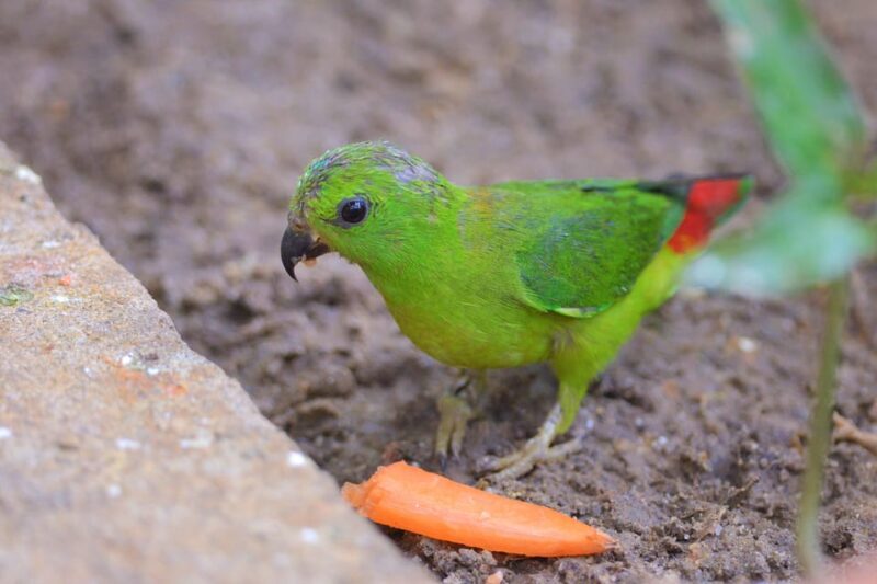 Kedah: Wildlife Park Langkawi Admission Ticket - Visitor Experience Details