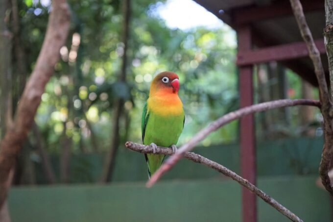 Kedah: Wildlife Park Langkawi Admission Ticket - Traveler Reviews and Ratings