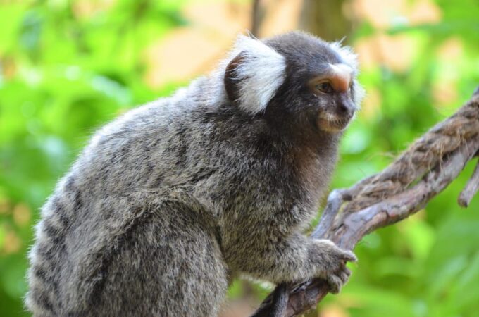 Kedah: Wildlife Park Langkawi Admission Ticket - Directions and Accessibility