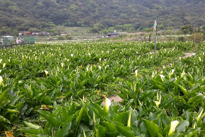 Keelung Port Pick up Day Tour ( Private Group) - Inclusions