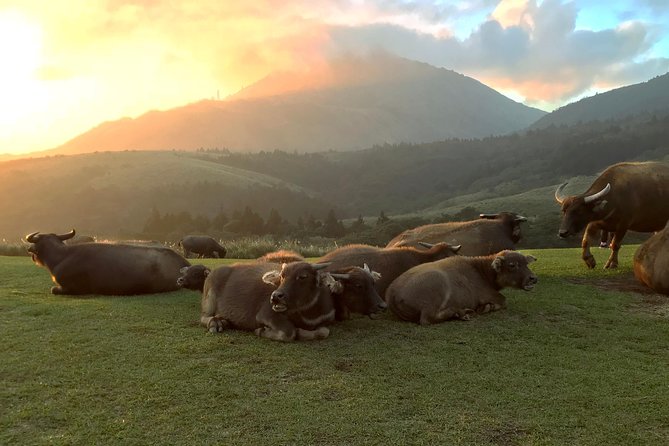 Keelung Shore Excursion: Yangmingshan Hot Spring and Wild Vegetable Cuisine Tour - Private Transportation and Logistics