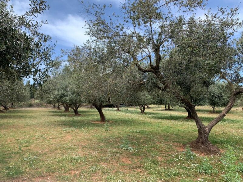 Kefalonia Farm Tour on E-Bikes - Activities on the Farm