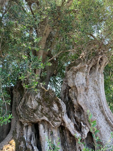 Kefalonia Farm Tour on E-Bikes - Tasting Local Products
