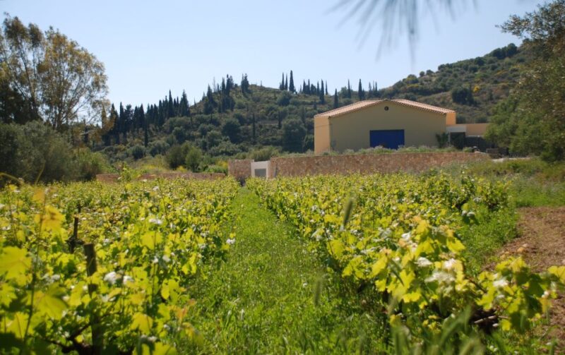 Kefalonia: Greek Wine Tasting at Sclavos Winery Near Lixouri - Viticulture Tradition