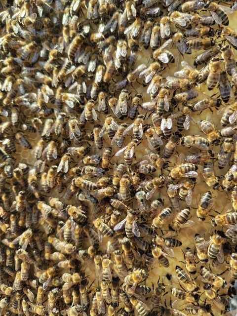 Kefalonia Honey Tour on E-Bikes - Pricing and Duration