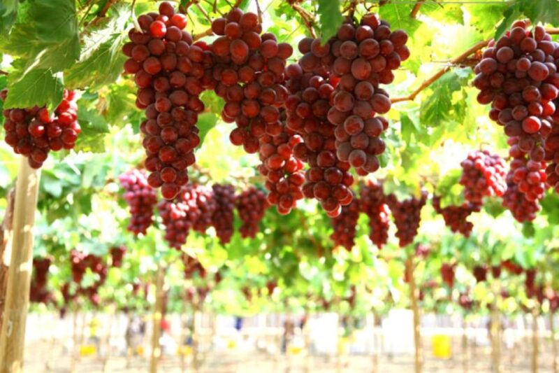 Kefalonia: Private Wine Tasting With Vineyard Tour - Wineries Visited
