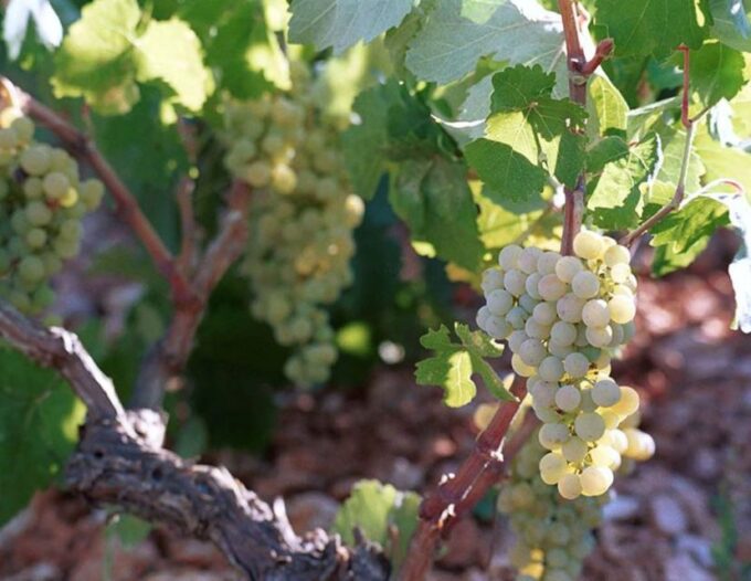 Kefalonia: Private Wine Tasting With Vineyard Tour - Experienced Driver