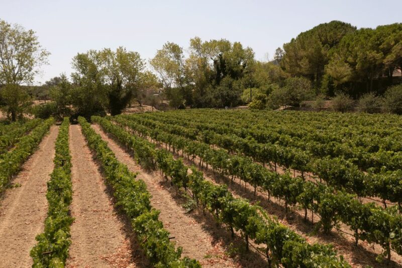 Kefalonia Wine Adventure in 3 Wineries With Tastings - Wineries and Vineyards Visited