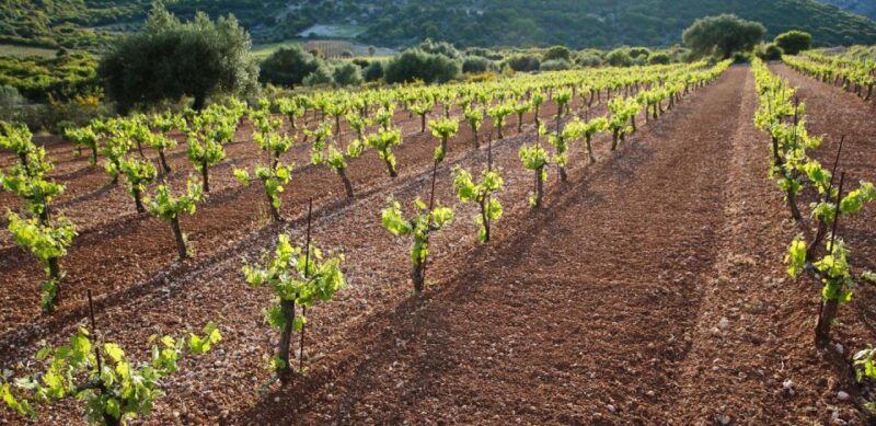 Kefalonia Wine Adventure in 3 Wineries With Tastings - Inclusions and Exclusions