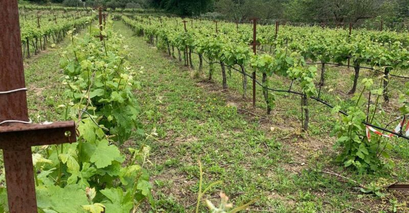 Kefalonia Wine Tour on E-Bikes - Meeting Point and Directions