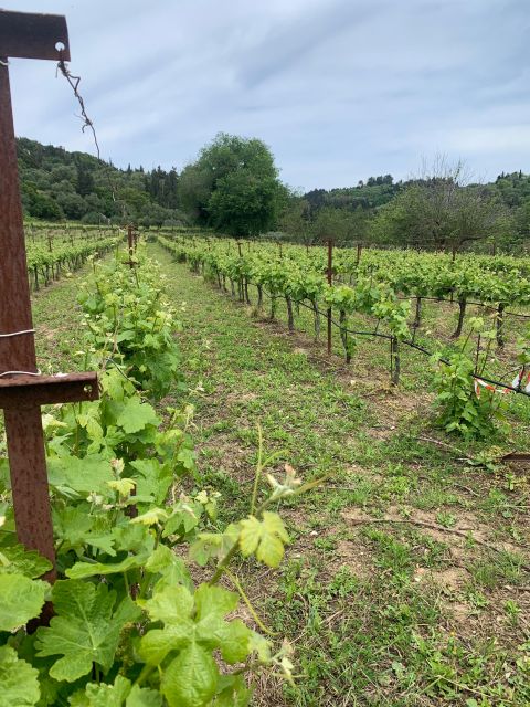 Kefalonia Wine Tour on E-Bikes - Suitability and Restrictions