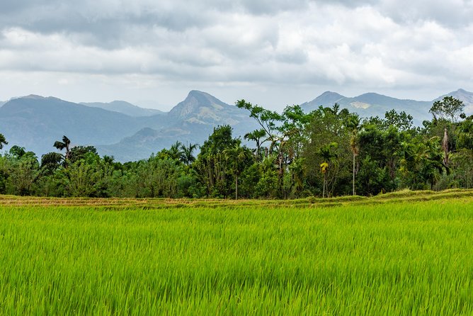 Kehelpothdoruwegala Hike From Kandy - Pickup Information