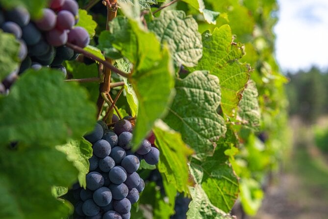 Kelowna Bachelorette Half Day Wine Tour Guided With 4 Wineries - Tour Duration and Participants