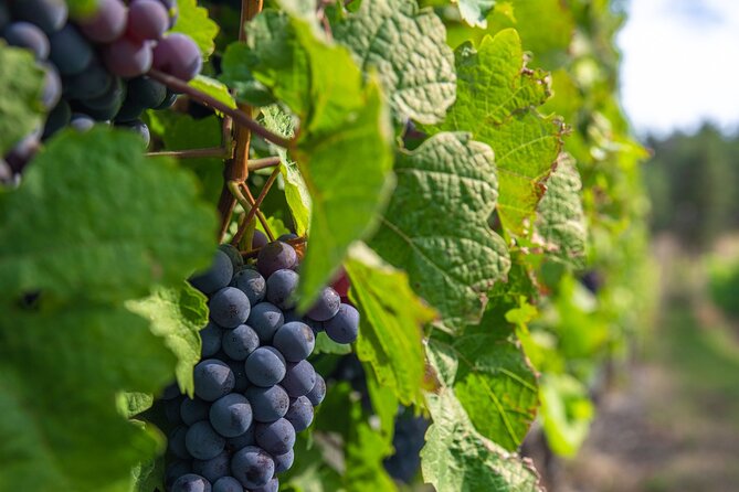 Kelowna Bachelorette Wine Tour Full Day Guided With 5 Wineries - Exploring Kelowna and Okanagan Valley