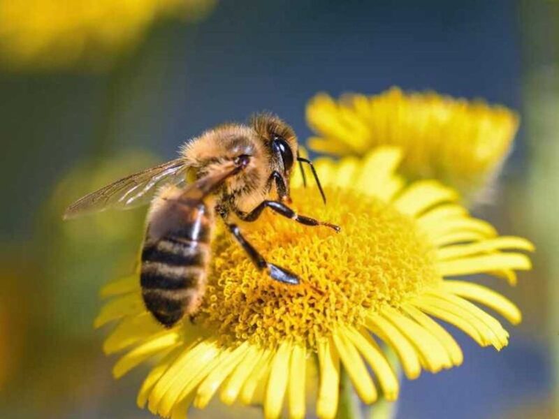 Kelowna: E-Bike Bee Tour W/ Tastings, Lunch, and Audioguide - Key Points