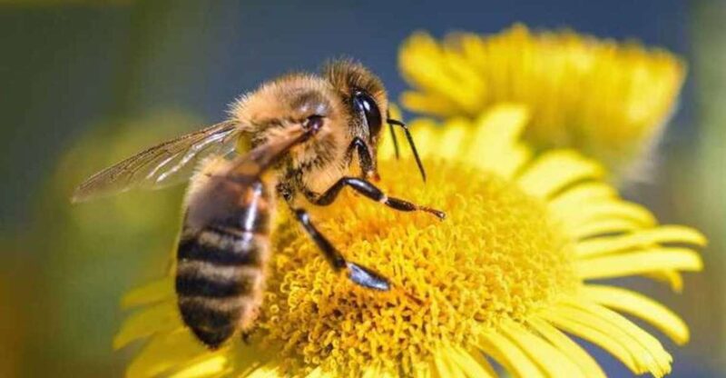 Kelowna: E-Bike Bee Tour W/ Tastings, Lunch, and Audioguide - Tour Highlights