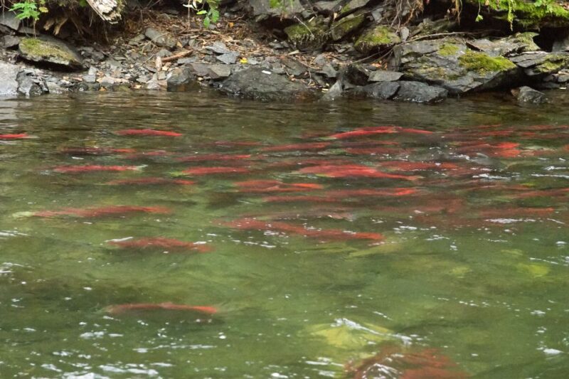 Kelowna: Mission Creek Salmon Run Audio Tour by E-Bike - Participant Requirements