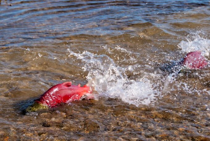 Kelowna: Mission Creek Salmon Run Audio Tour by E-Bike - Getting to the Starting Location