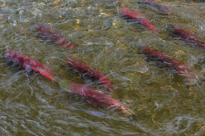 Kelowna: Mission Creek Salmon Run Audio Tour by E-Bike - Contacting the Tour Operator