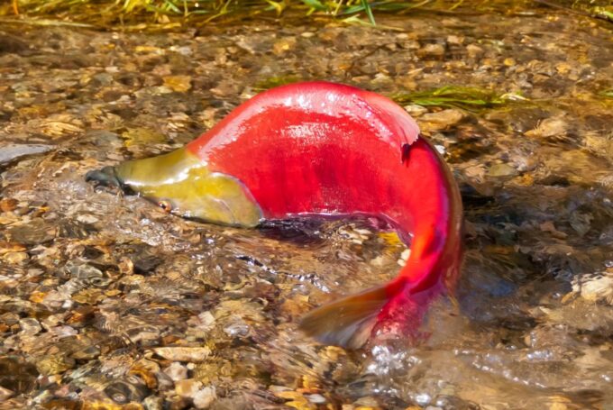Kelowna: Mission Creek Salmon Run Audio Tour by E-Bike - Recap