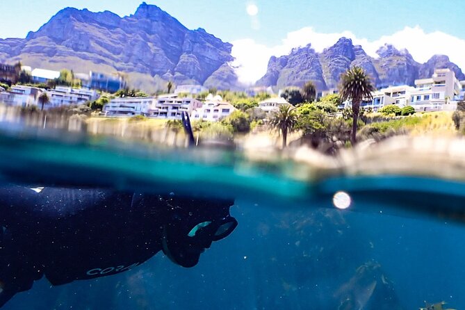 Kelp Forest Snorkeling in Cape Town - Key Points